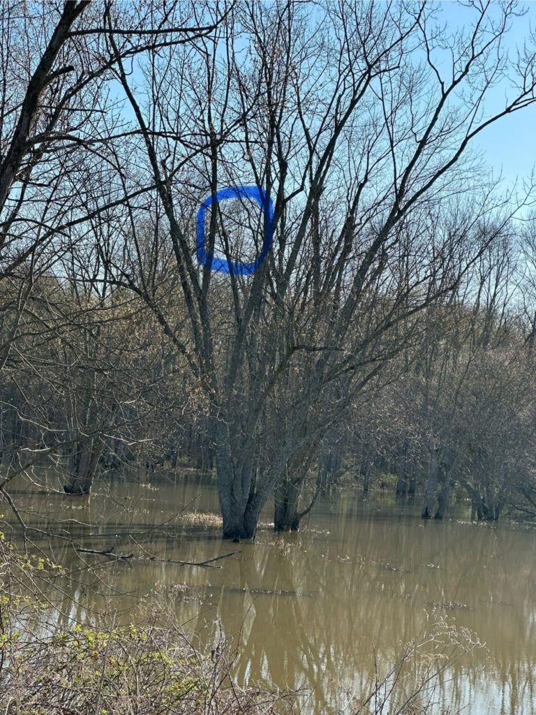 Cat in Tree in a swamp at distance