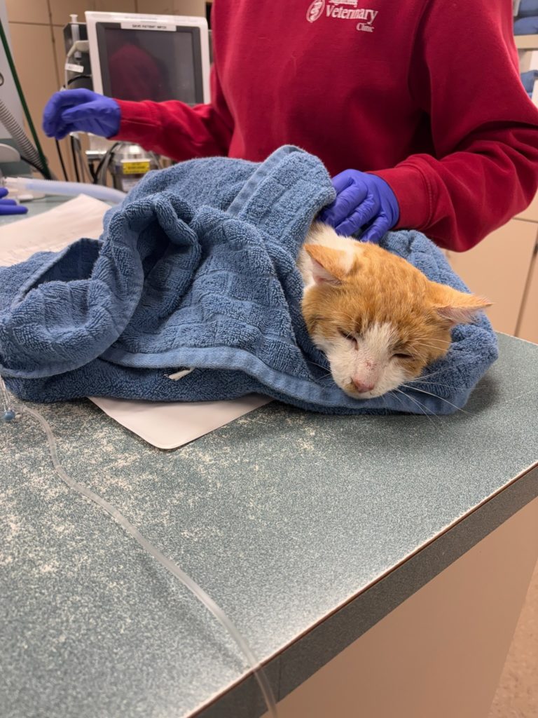 Cat at the Vet