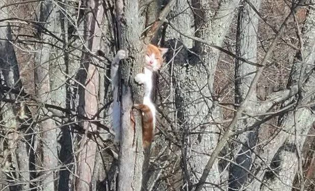cat in tree