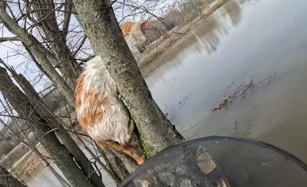 Wet cat in tree