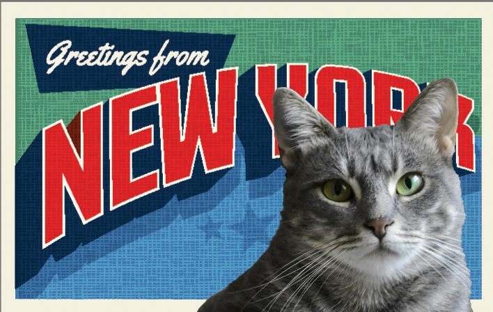 New York Cat