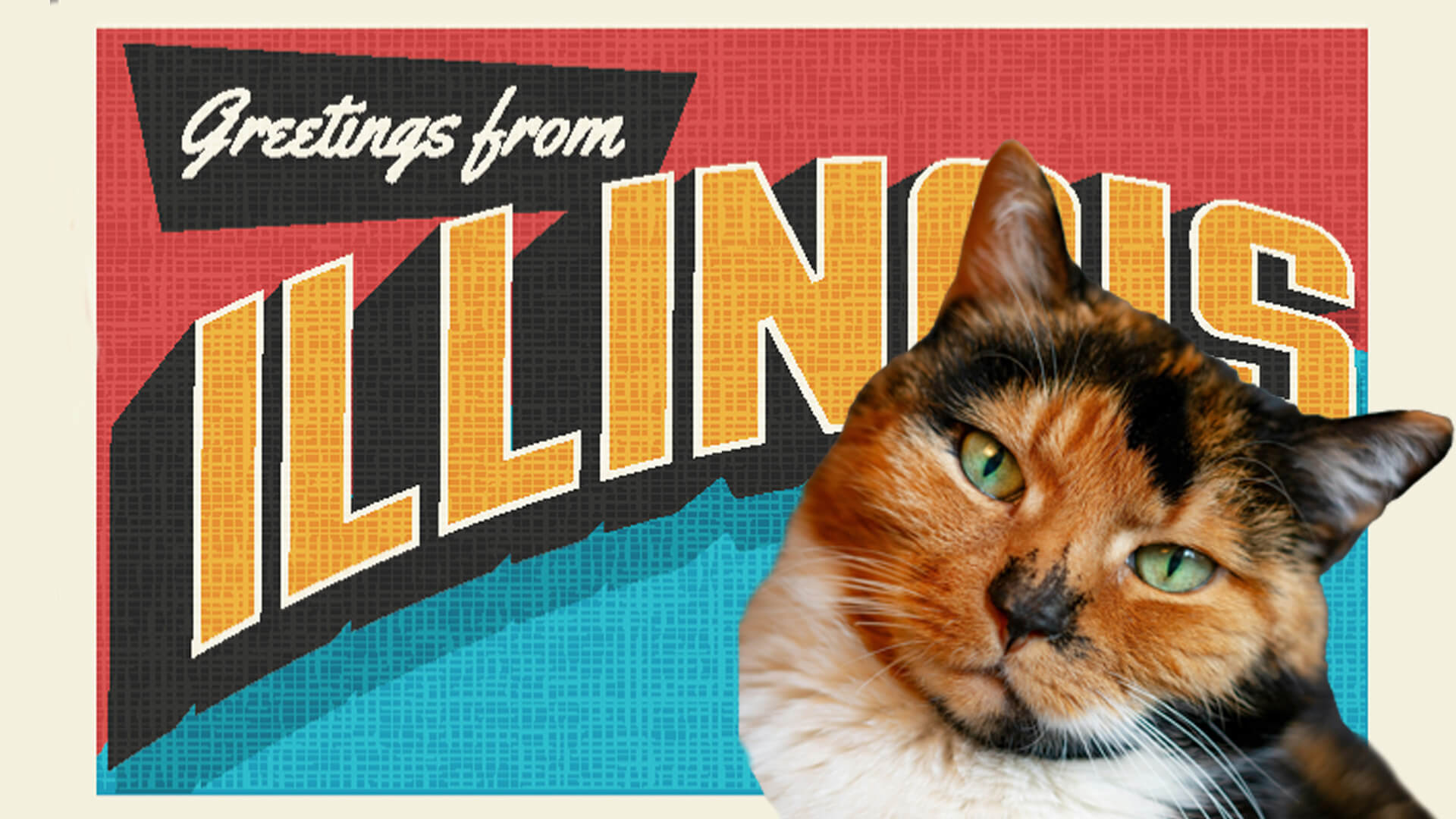 Illinois Cat Cafes