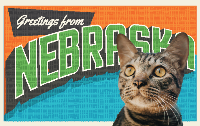 Nebraska Cat