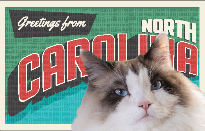 North Carolina Cat Cafes