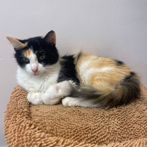 Branson Humane Society cat