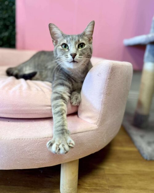 Cat at Cattiesburg Cat CAfe