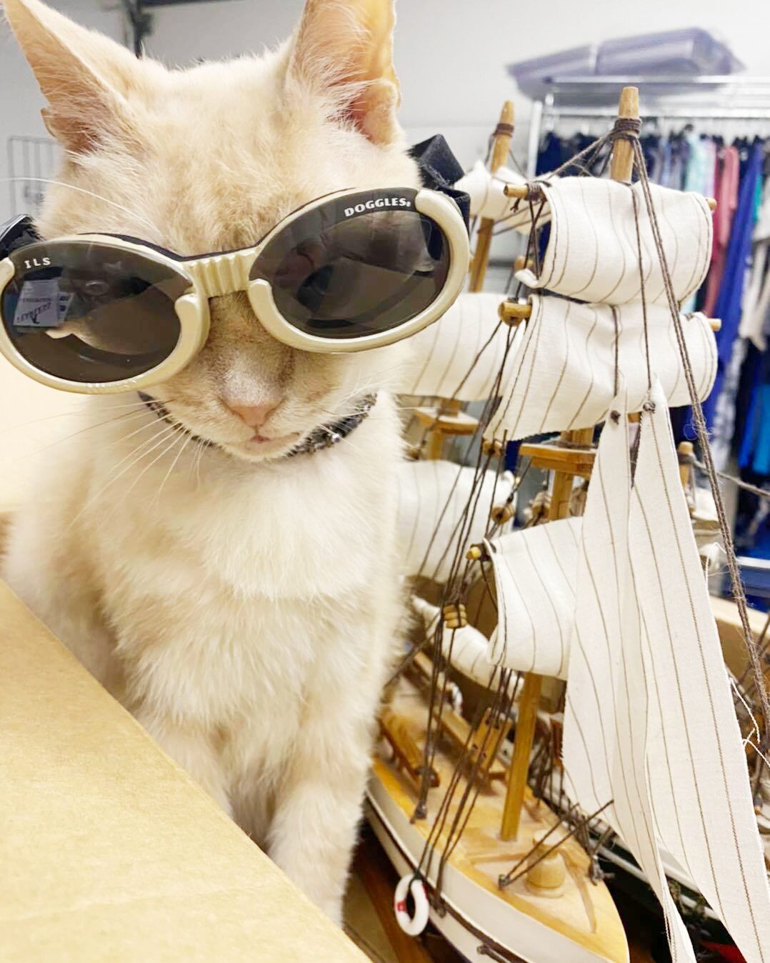 Cat in sunglasses at Thifty Kitty Catique in Greensburg, PA