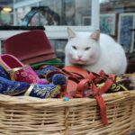 Cat in thrift store