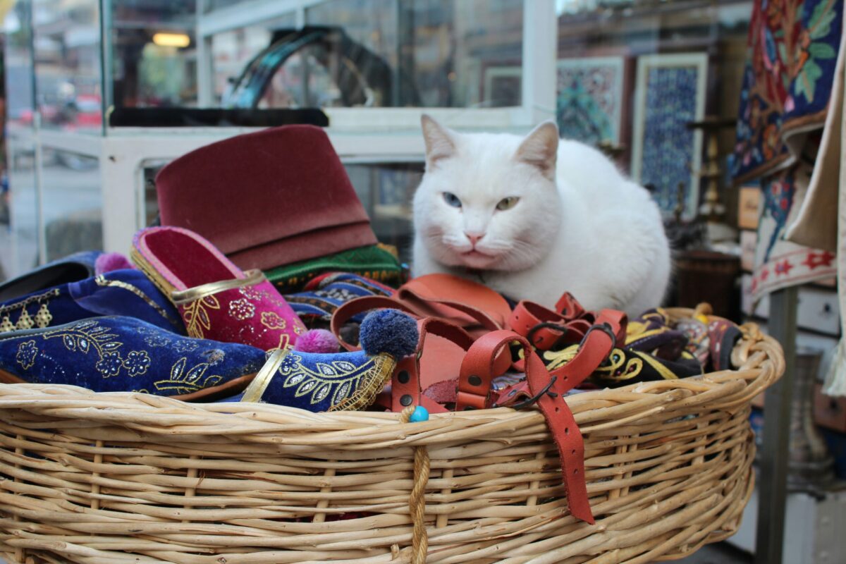Thrift Stores with Adoptable Cats & Cat Cafes with Thrift Items ...