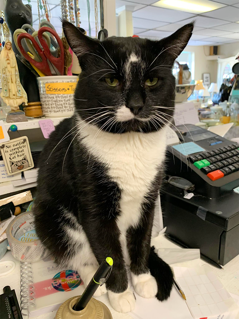 Cat clerk