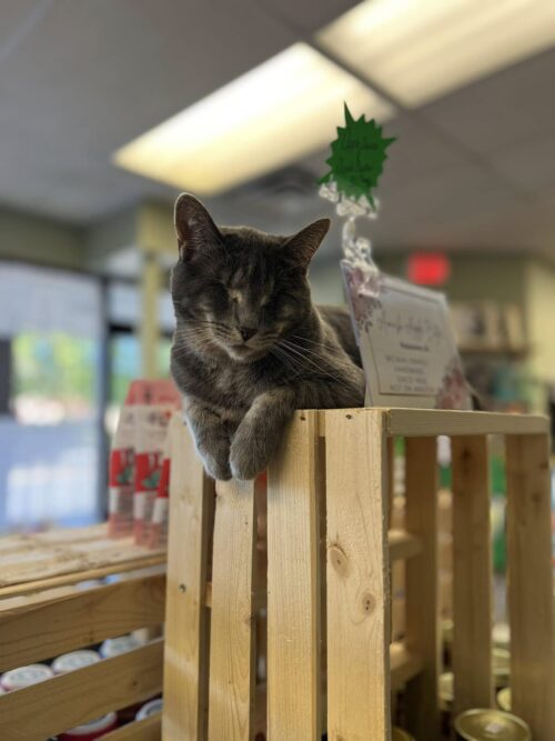 Feline Community Network cat