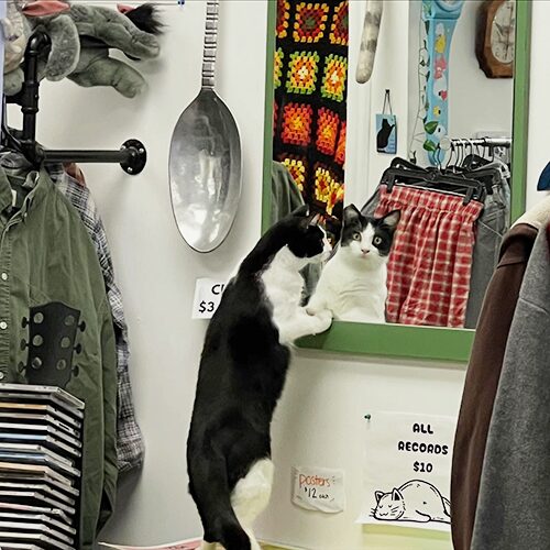 Cat in Mirror thrift shop